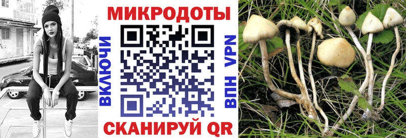 цены   Подпорожье  кракен ССЫЛКА  Псилоцибиновые грибы Psilocybine cubensis 